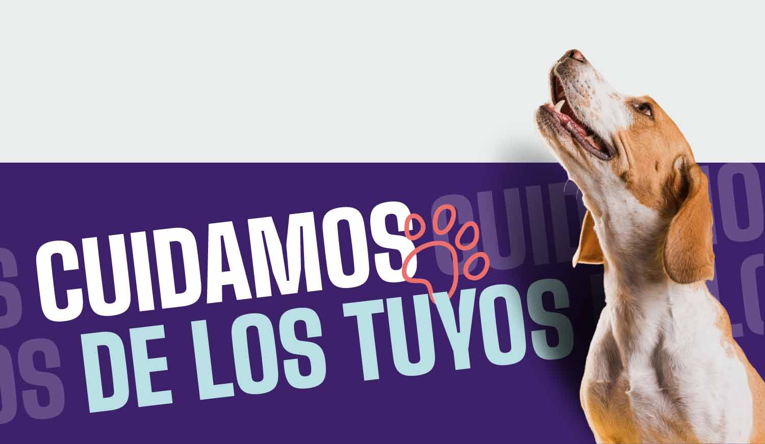 cuidamos de tus mascotas