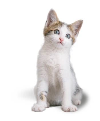 gato cachorro