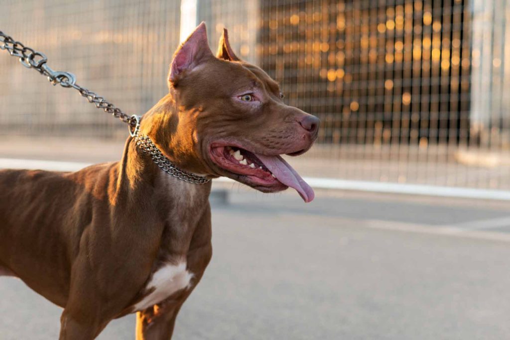 perro de raza peligrosa con correa en la calle