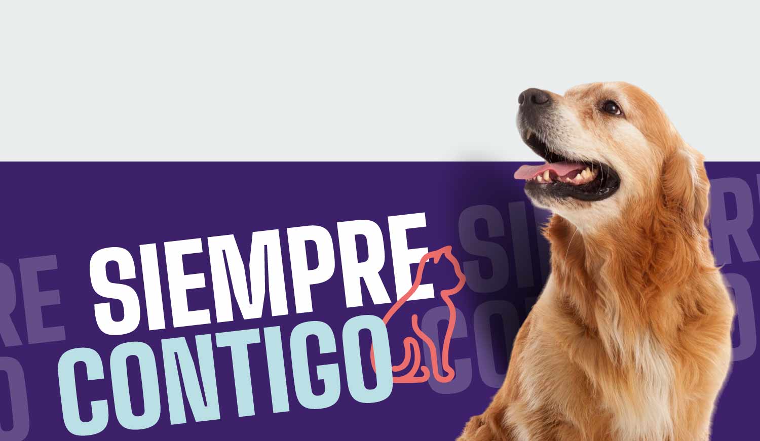siempre con tus mascotas