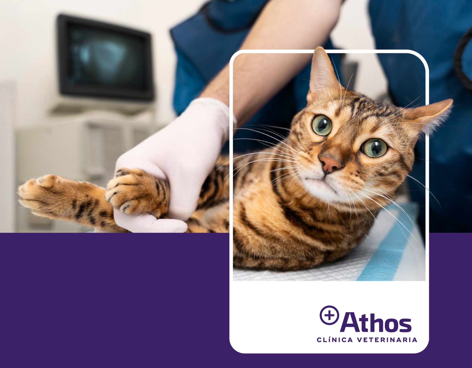 banner con gato en clinica veterinaria de lugo