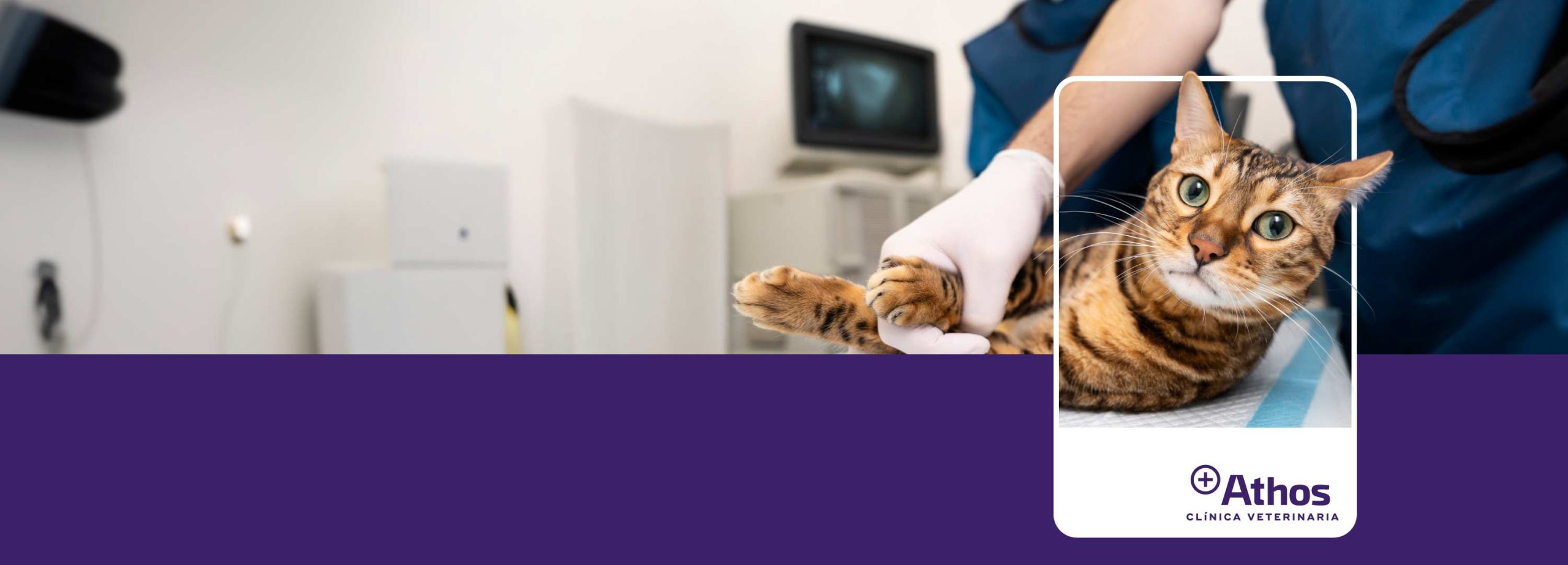 banner con gato en clinica veterinaria de lugo