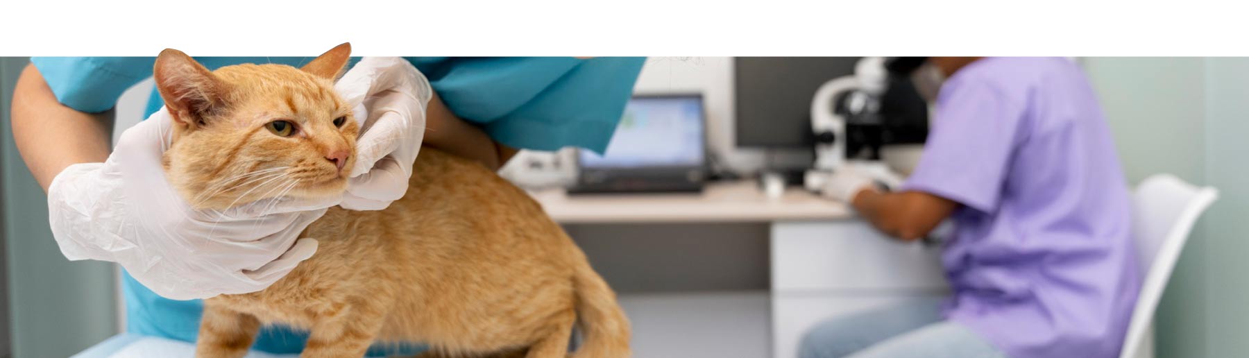 Gato en consulta veterinaria