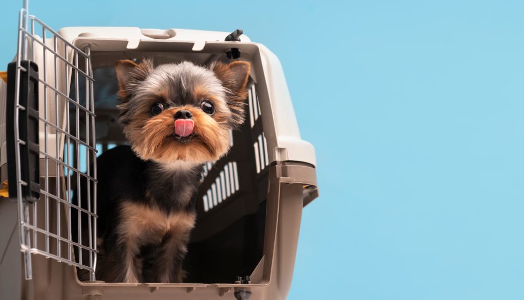 Perro viajando en transportín homologado dentro del coche