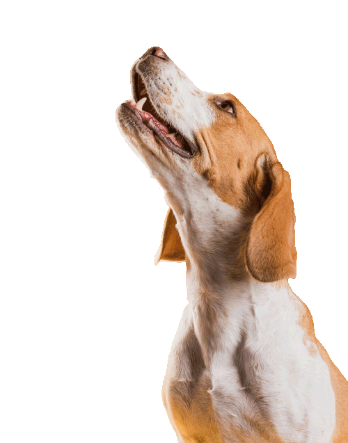 perro mirando hacia arriba