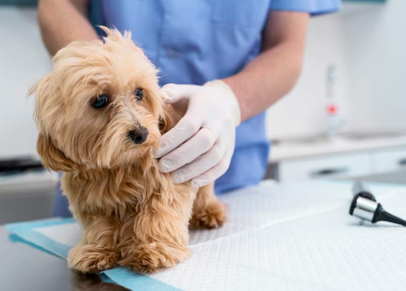 Hospitalización perros y gatos