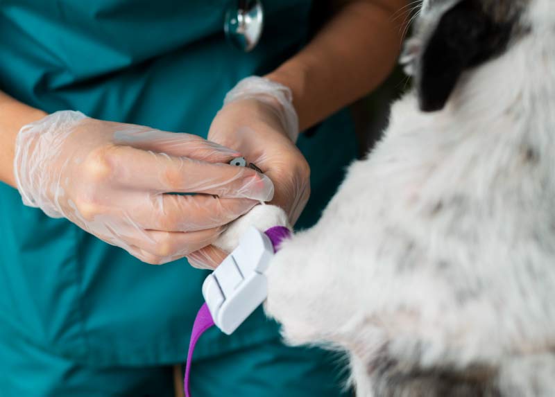 laboratorio veterinario con perro